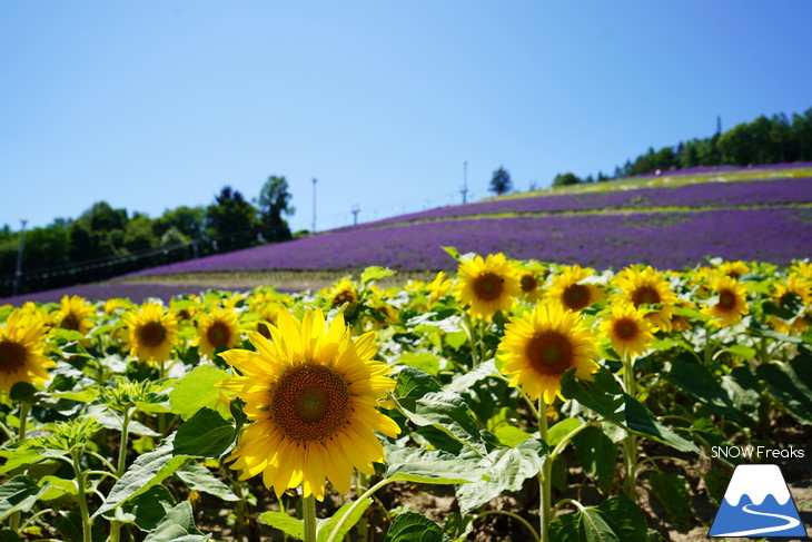 カメラを片手に夏の中富良野～上富良野・ラベンダー花畑巡り☆